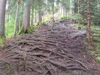 Den eigenen Weg finden – Herausforderungen bewusst begegnen Waldweg mit freiliegenden Baumwurzeln als Symbol für Herausforderungen und Wachstum